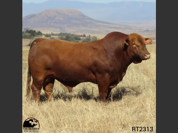 RT2313 | TEDDER AR