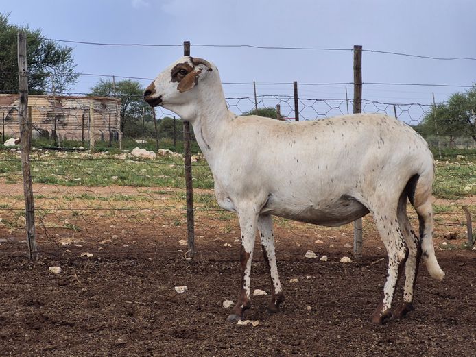 24-074 | DPJ JANSEN VAN VUUREN