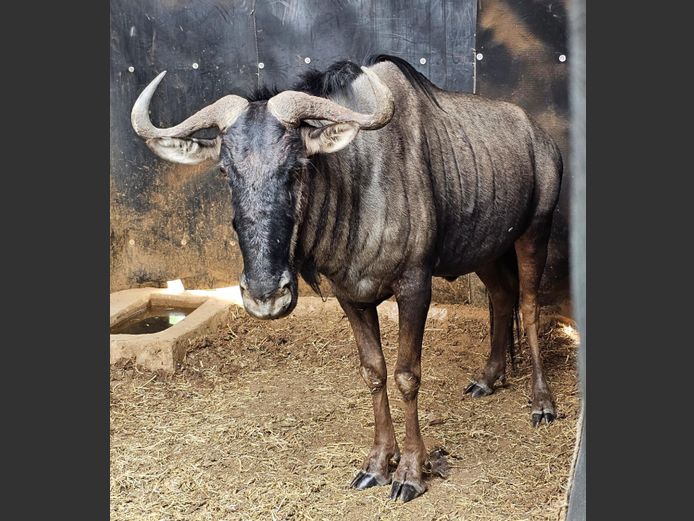 BLUE WILDEBEEST | GNG PROJECTS