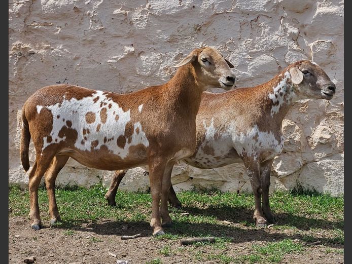 Ooie | D2 Meatmasters