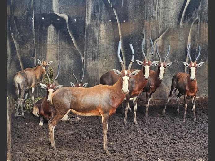 BLESBUCK | FOREVER RESORT