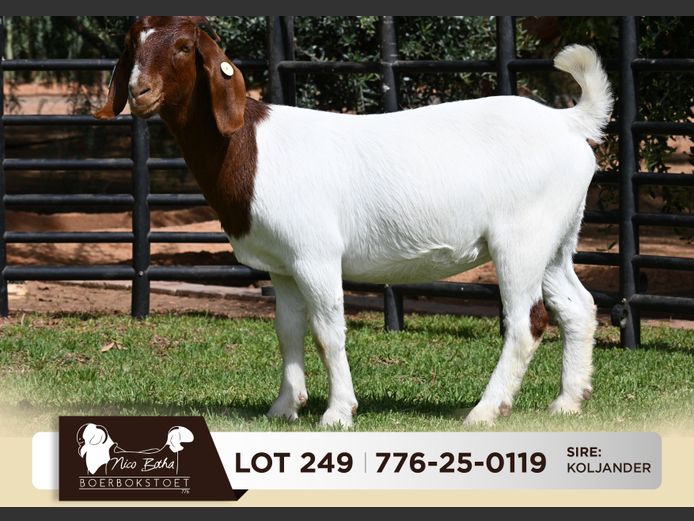 776-25-0119 | Nico Botha Boerbokstoet