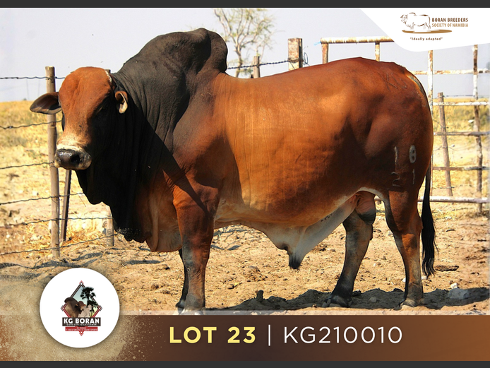 21-0010KG | GUNZEL BORANE