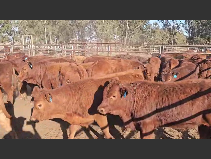 Weaners 