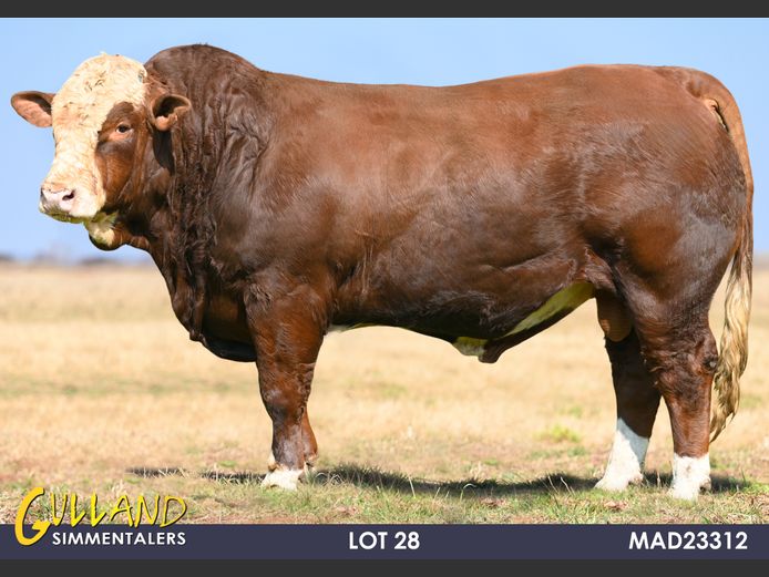 MAD23312 | MG DE JAGER