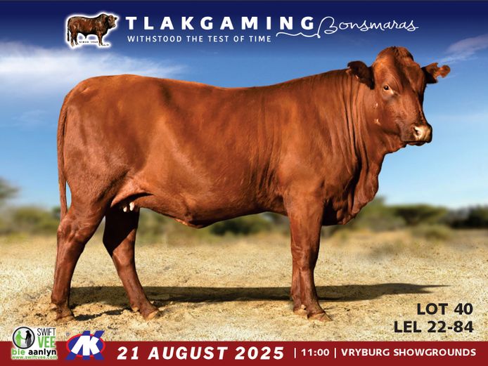 LEL220084 | LEE & SON