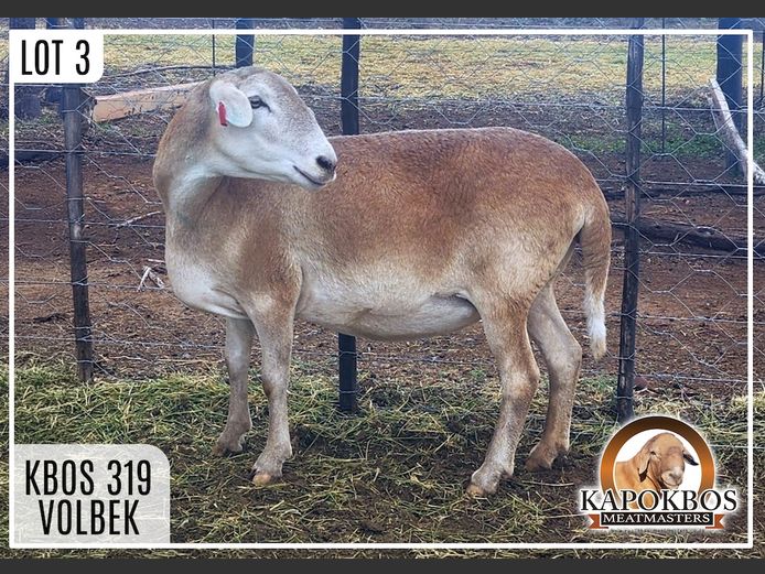 KBOS319 | Kapokbos Meatmasters