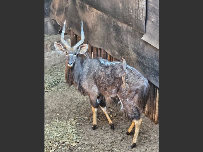 NYALA | LUHAKO WILDLIFE