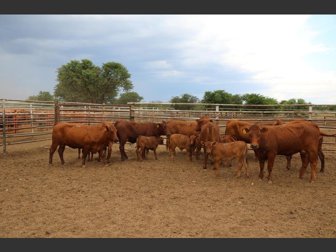 Commercial Animals | JP du Preez