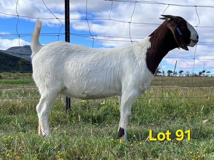 25-049 | Biedouw Boerbokstoet