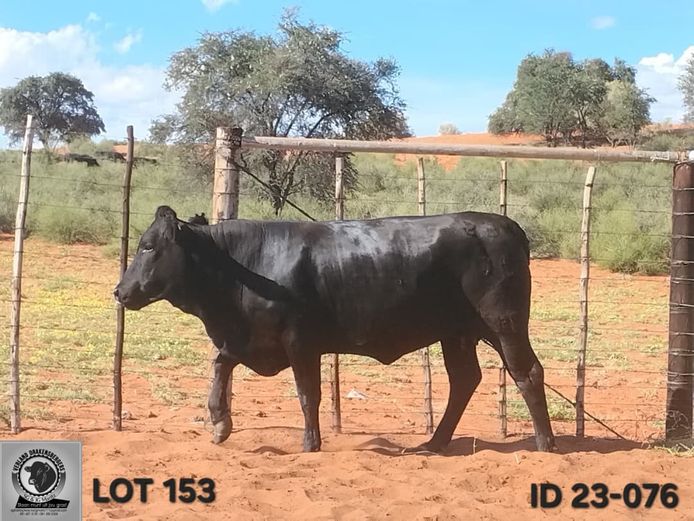 VL 23-0076 | VERLAND DRAKENSBERGERS