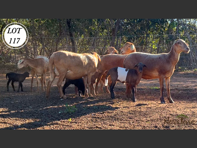 Ewes | Nova Terra Agri 
