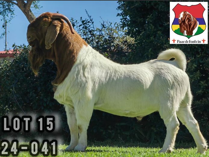 24-041  |  Stephanus Malan - Paardefontein