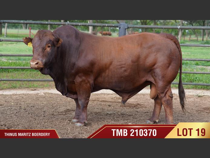 TMB210370 | THINUS MARITZ BOERDERY