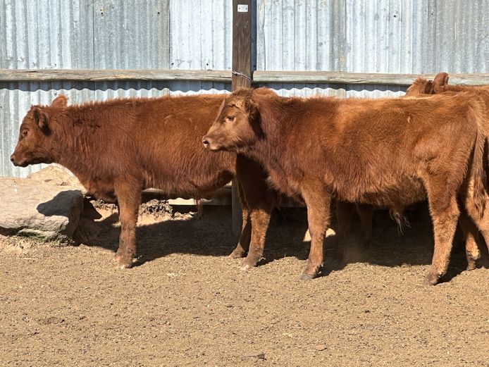 Weaners | WanField Farms