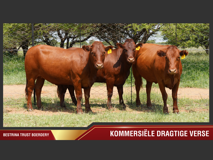 Commercial Animals | Le Fre 
