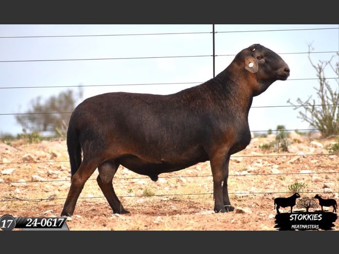 HWH24-0617 | Stokkies Meatmasters