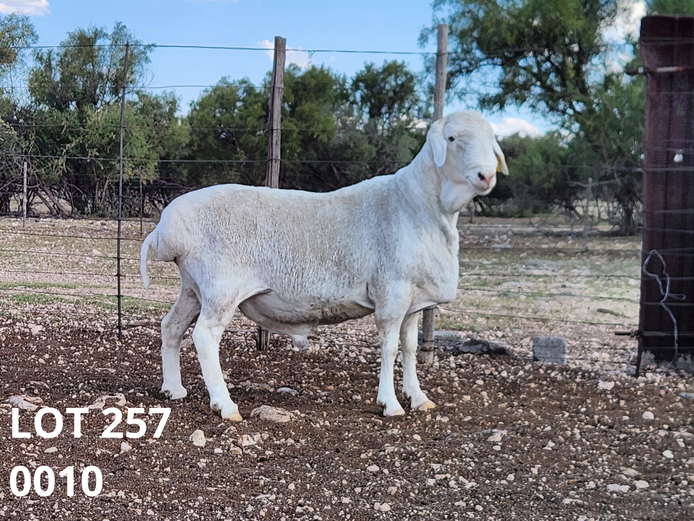 0010 | Petrus Ludwick