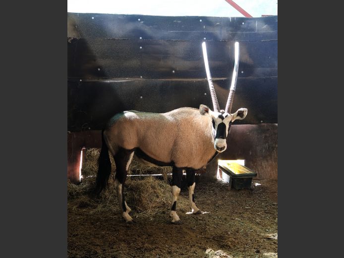 GEWONE GEMSBOK | AJ WIID TRUST