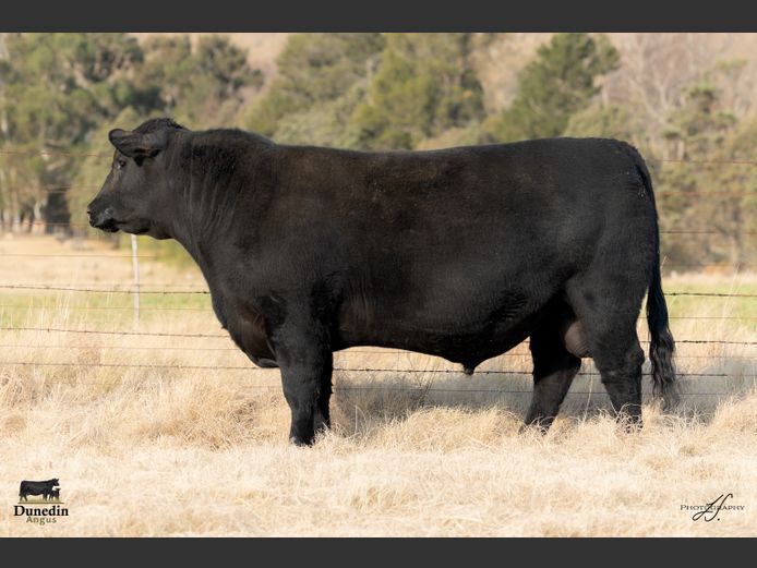 KCM 230151 | TABLE HILL FARMING PTY LTD
