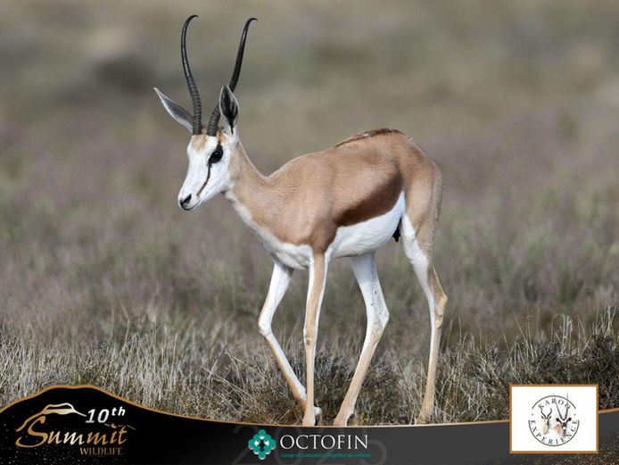 15 4/8" Damara Springbok Ewe running with 20"+ WitKant