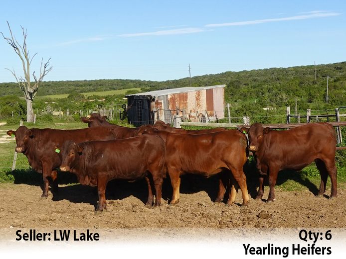 Commercial Animals | LW Lake