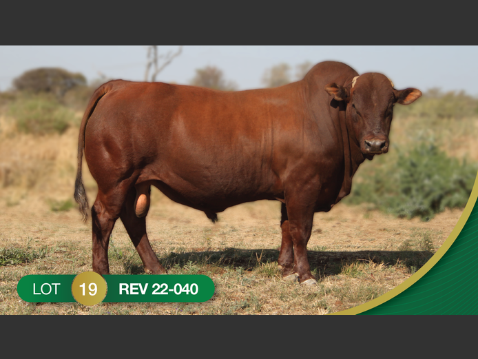 REV220040 | REVELAS BONSMARAS