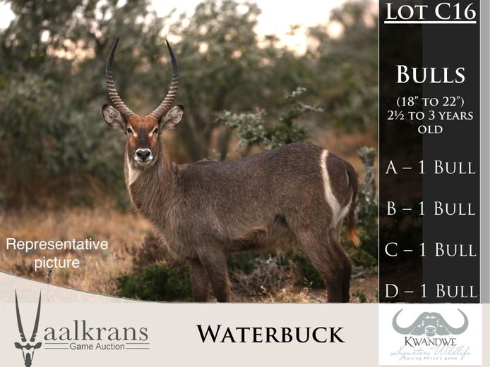 Waterbuck bulls