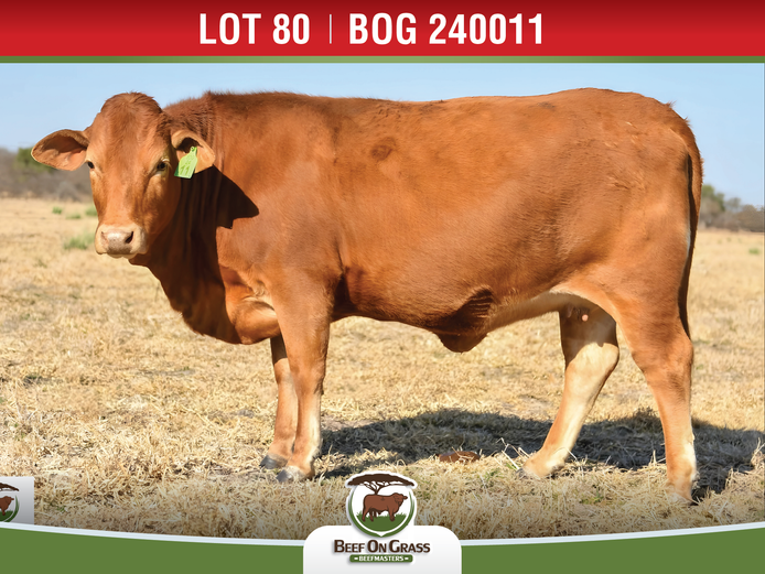 BOG 240011 | BEEF ON GRASS PTY LTD