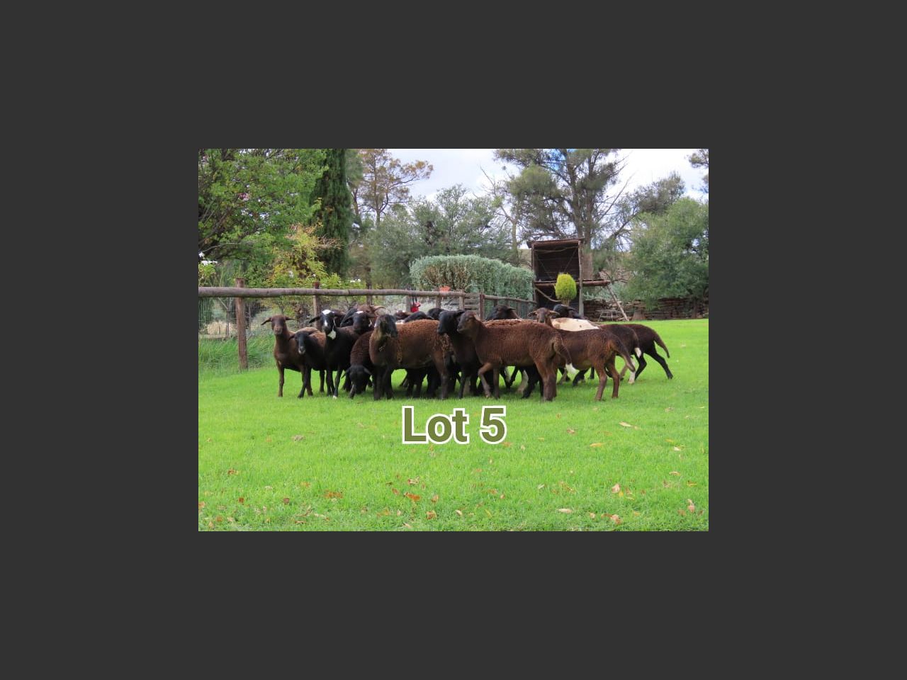 images