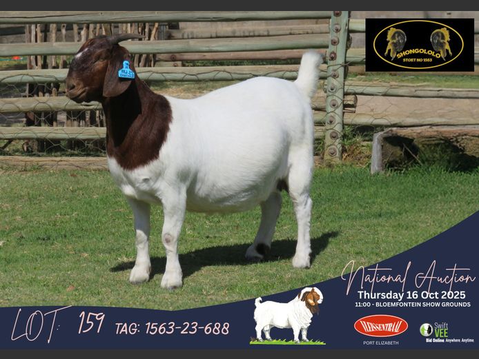 1563-23-688 | Fouche Blignaut (Shongololo Boerbokstoet)