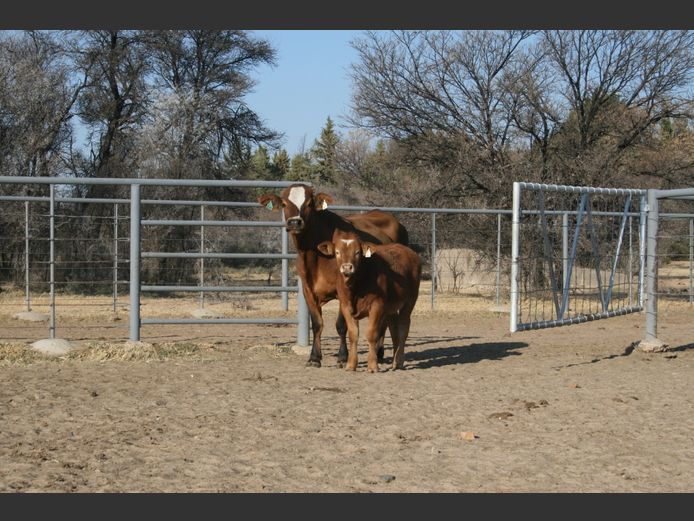 Commercial Animals