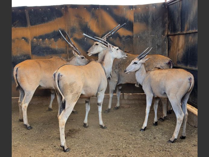 ELAND | IMPISI SAFARIS