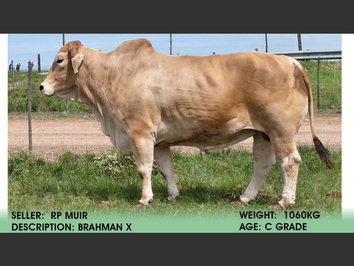 Ox | R P Muir