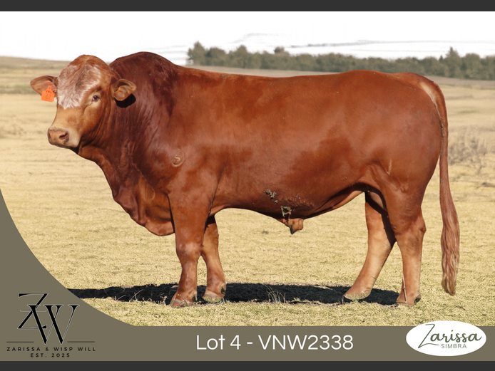 VNW2338C | ZARISSA