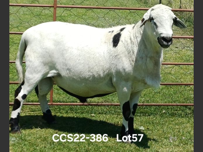 CCS 22-386 | Aucamp Meatmaster