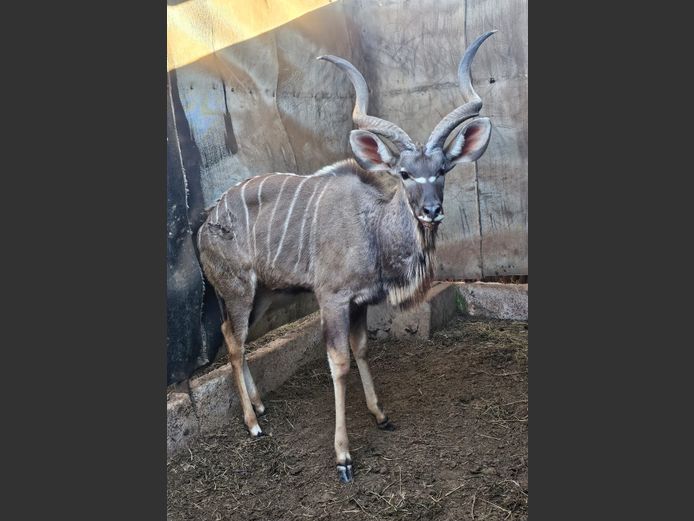 KUDU | C.P. KLOPPERS