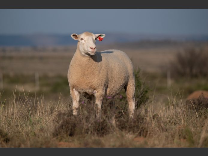 DZ230090 | 2 STEYNS BOERDERY