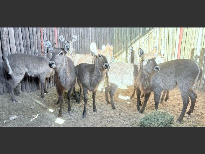Waterbokke