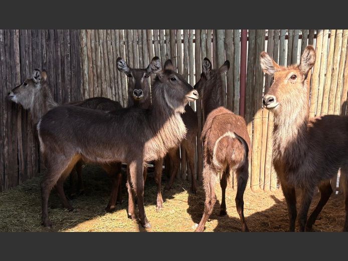 Waterbokke