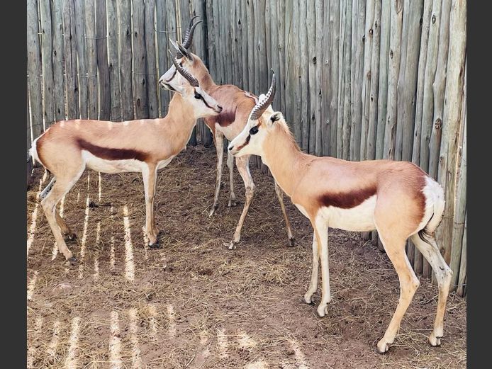 Kalahari Springbok Ramme