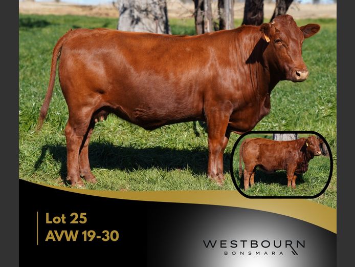 AVW 190030 | WESTBOURN BONSMARAS