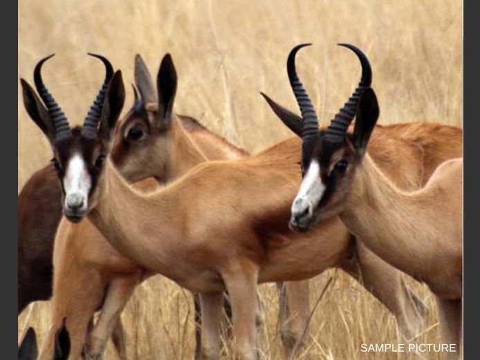 COPPER SPRINGBUCK | GOLDEN GAME WILDLIFE