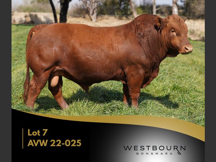 AVW 220025 | WESTBOURN BONSMARAS