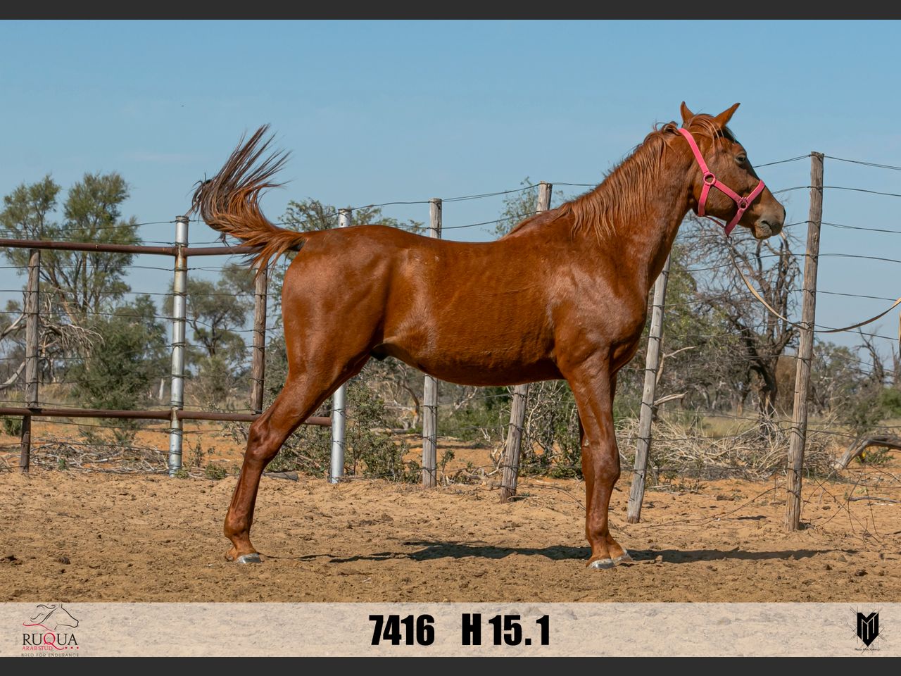 Lot 55 | RUQUA ARABIER PERD STOETVEILING | SwiftVEE | South Africa’s ...