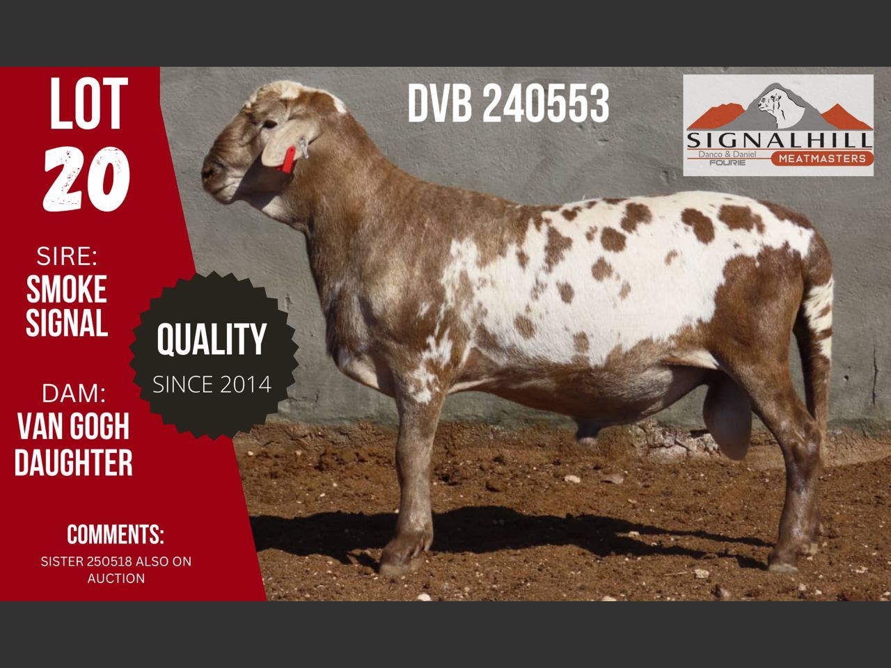 Lot 20 | SIGNALBERG MEATMASTERS 12TH MEATMASTER RAM AUCTION | SwiftVEE ...