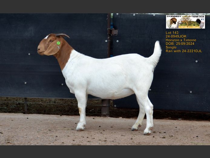 24-0949 JOK | O'KENNEDY GENETICS