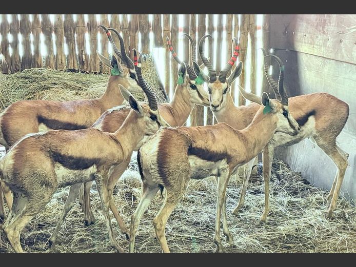 Kalahari Springbok Ram