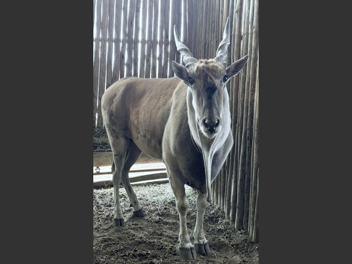 Eland Bul