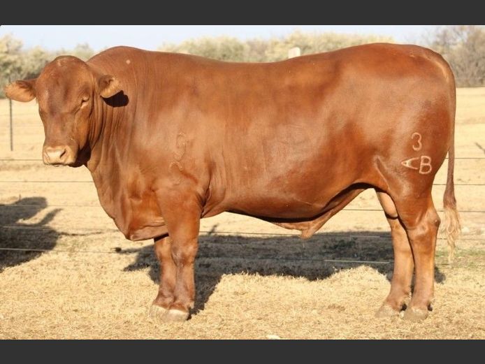 AB230072 | CCR BEEF (PTY) LTD